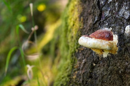 a large fungus growing on the side of a old tree.