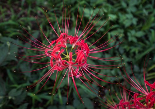 Red Spider Lily in Kinchakuda Manjyusyage Park