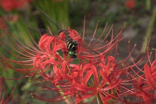 Red Spider Lily in Kinchakuda Manjyusyage Park