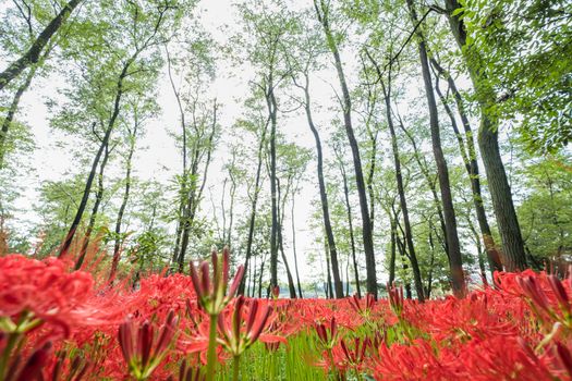 Red Spider Lily in Kinchakuda Manjyusyage Park