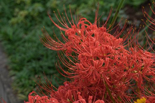 Red Spider Lily in Kinchakuda Manjyusyage Park