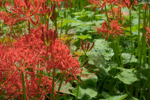 Red Spider Lily in Kinchakuda Manjyusyage Park