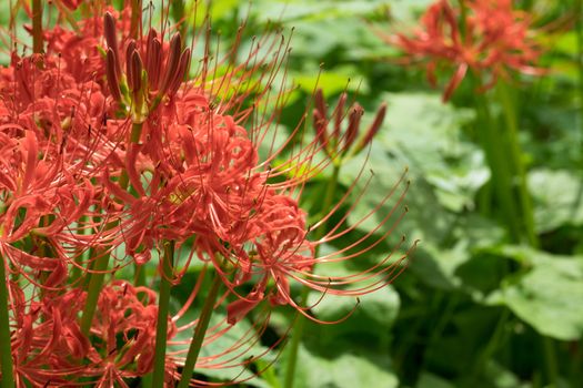 Red Spider Lily in Kinchakuda Manjyusyage Park