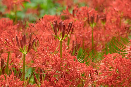 Red Spider Lily in Kinchakuda Manjyusyage Park