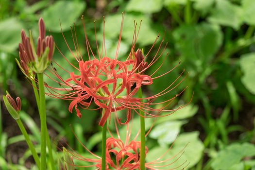 Red Spider Lily in Kinchakuda Manjyusyage Park