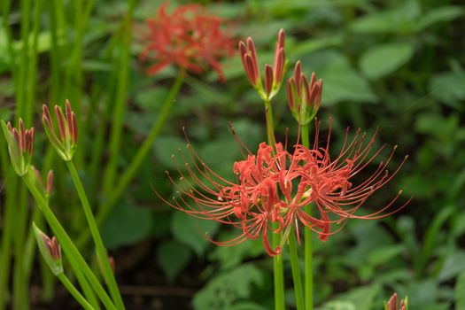 Red Spider Lily in Kinchakuda Manjyusyage Park