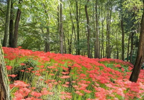 Red Spider Lily in Kinchakuda Manjyusyage Park