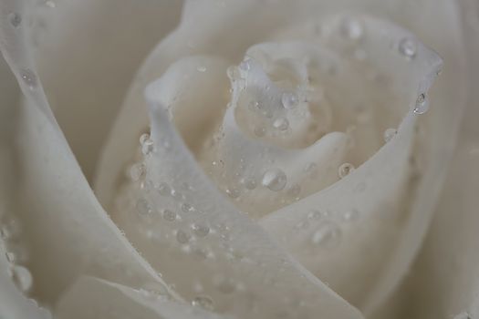 Rosebud with petals in the drops of dew, after a rain.