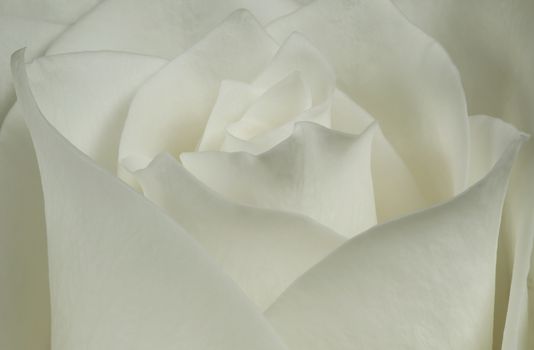Big bud white rose in soft tones of rose petals.