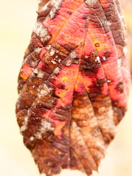 a colorful and vibrant close up of a dead diseased leaf