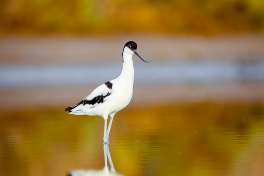 Beautiful pied avocet, Recurvirostra avosetta on the waters of the Bay of Cadiz