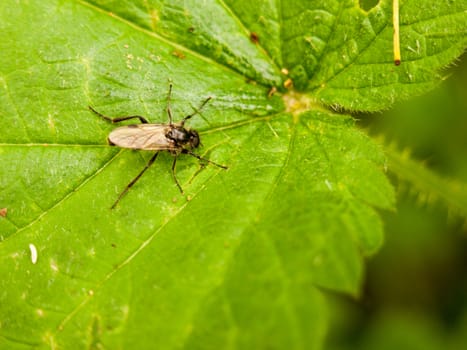 close up of a fly resting on top of a leaf overhead
