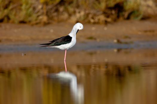 Black-Winged Stilt searching for some to eat