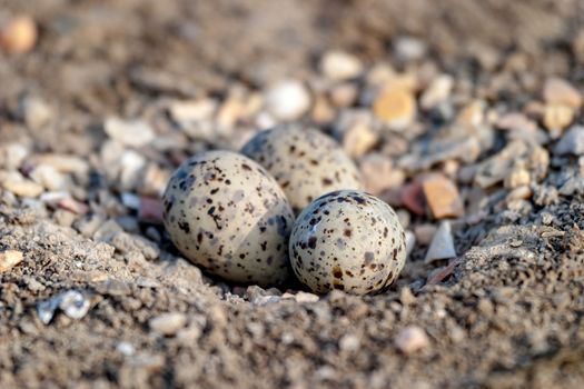 Three Eggs of Black-winged Stilt on the ground