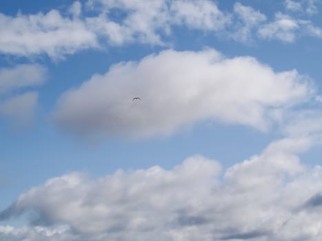 An image of a very small seagull in the sky