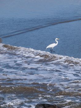 Snowy Egret (Egretta thula) standing on the beach, Morro Rock Bay, California USA