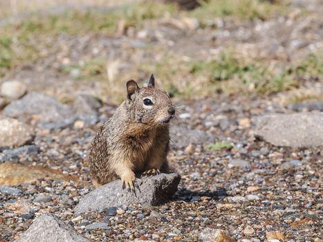 Cute grey squirrel walking in the park,  Morro Rock Bay, California USA