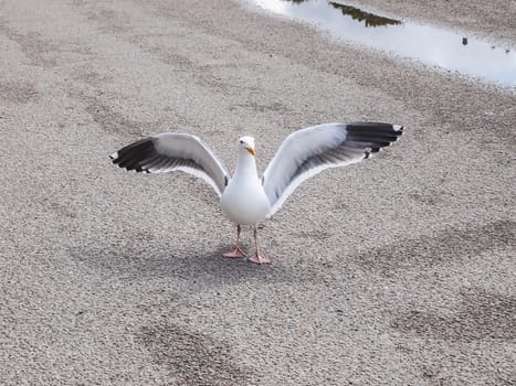 white bird seagull posing on a street, Morro Rock Bay, California USA