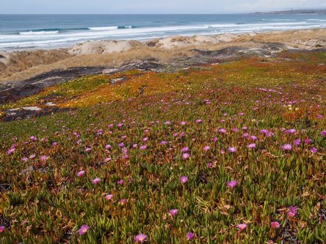 Wild flowers on the beach in California