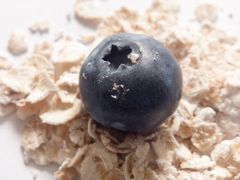 a blueberry on a pile of oats close up in studio