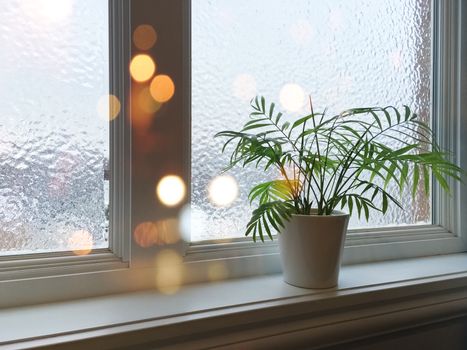 Winter composition with frosted window, green plant and bokeh lights.