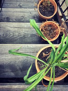 Dry withered plants in clay pots on an old wooden staircase.