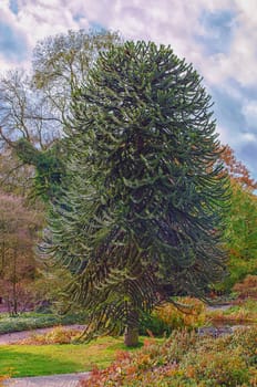 Araucaria grow evergreen trees and belong to the plant family of the conifers.