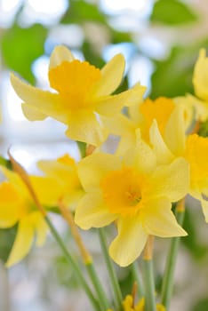 Macro of dafflodil flowers and dew drops