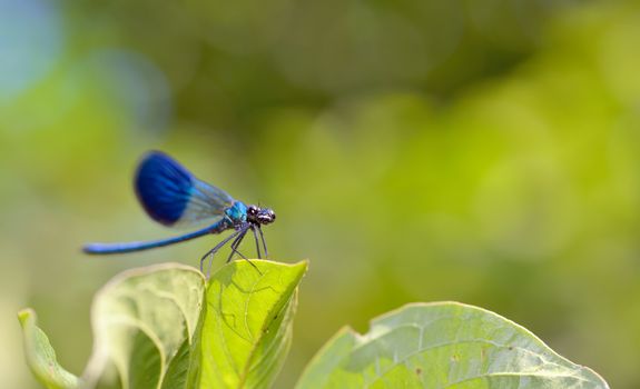 dragonfly in forest (coleopteres splendens)