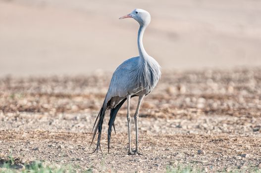 The Blue Crane, Grus paradisea, is an endangered bird specie endemic to Southern Africa. It is the national bird of South Africa