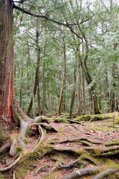 Aokigahara is a forest that lies at the base of Mount Fuji,also known as the Suicide Forest or Sea of Trees, Aokigahara Forest is a popular destination for tourists and school trips