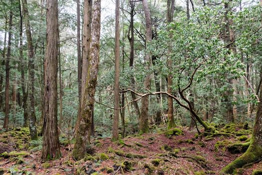 Aokigahara is a forest that lies at the base of Mount Fuji,also known as the Suicide Forest or Sea of Trees, Aokigahara Forest is a popular destination for tourists and school trips