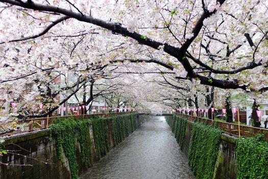 Cherry blossoms at Meguro river in tokyo Japan,The river is a popular venue for cherry blossom viewing in the spring.