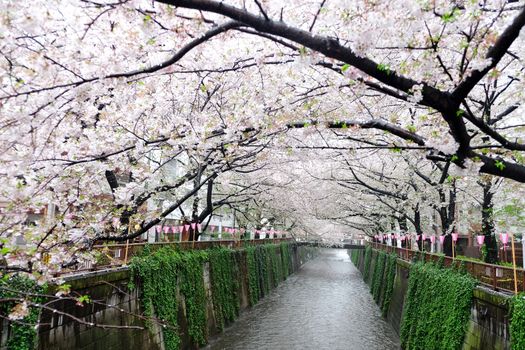 Cherry blossoms at Meguro river in tokyo Japan,The river is a popular venue for cherry blossom viewing in the spring.