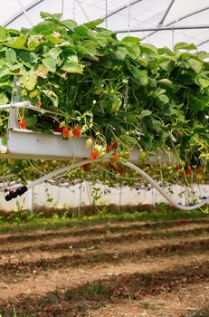 Inside view on strawberry plant on greenhouse