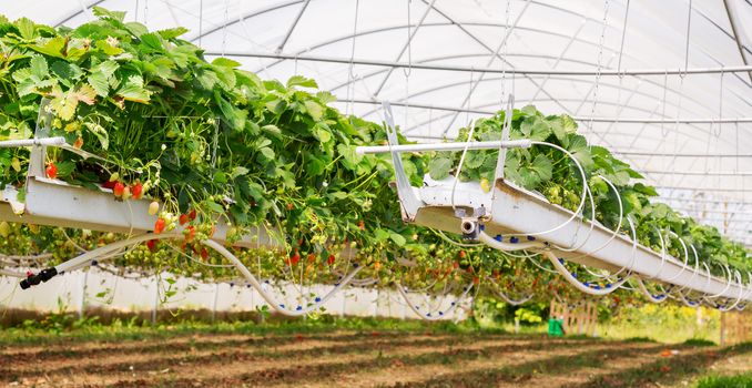 Inside view on strawberry plant on greenhouse