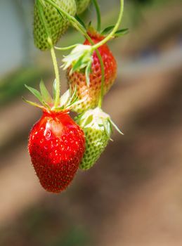 Organic strawberry plant growing in green house