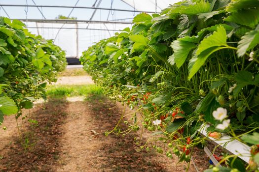 Inside view on strawberry plant on greenhouse