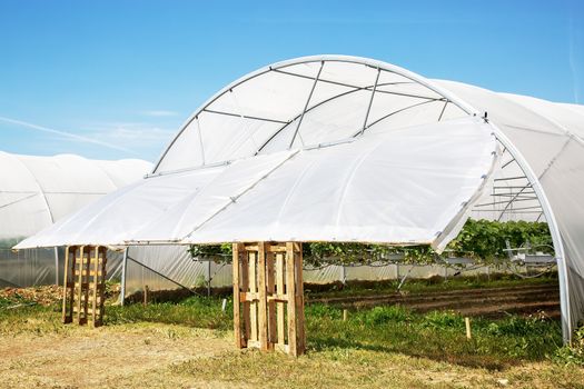 Outdoors view on strawberry plant on greenhouse