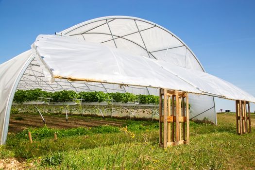 Outdoors view on strawberry plant on greenhouse