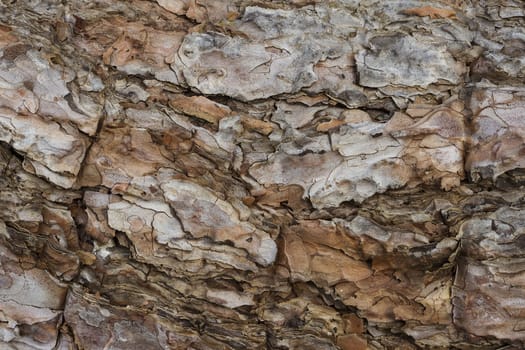 Close up of tree bark showing texture