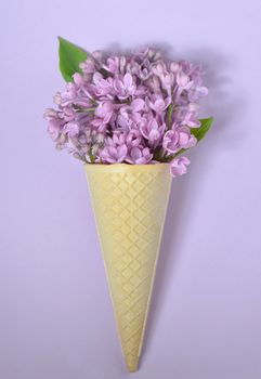  lilac in cone on paper background