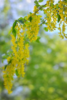 Yellow Golden shower Cassia fistula flower