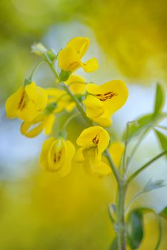 Yellow Golden shower Cassia fistula flower