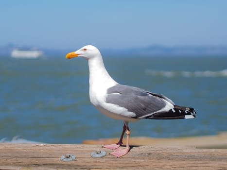 Seagull standing on the wooden rail at the harbour with blurred sea and sky in the background in natural colours