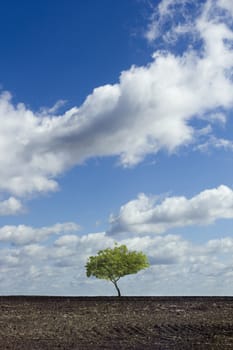 view on plowed field with tree on horizon