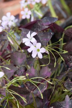 Indian park white flowers. purple leaves of oxalis triangularis