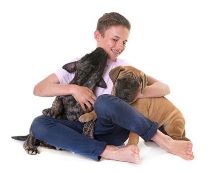 puppy bullmastiff and child in front of white background