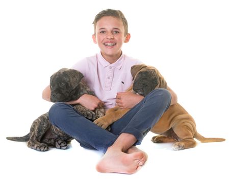 puppy bullmastiff and child in front of white background