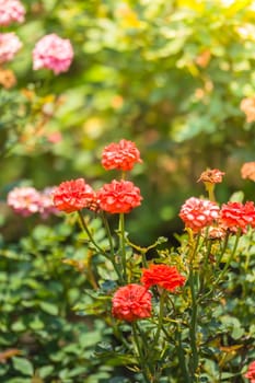 The background image of the colorful flowers, background nature